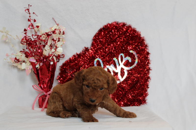 puppy, for, sale, Mini Berndoodle F2B, Matthew B. Stoltzfus, dog, breeder, Gap, PA, dog-breeder, puppy-for-sale, forsale, nearby, find, puppyfind, locator, puppylocator, aca